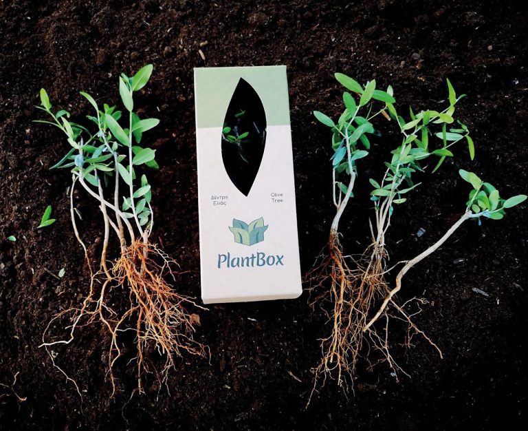 Plantbox: The olive travels the world