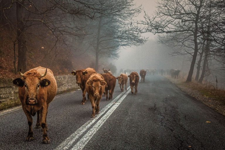 Pelion: Road trip to the magical mountain