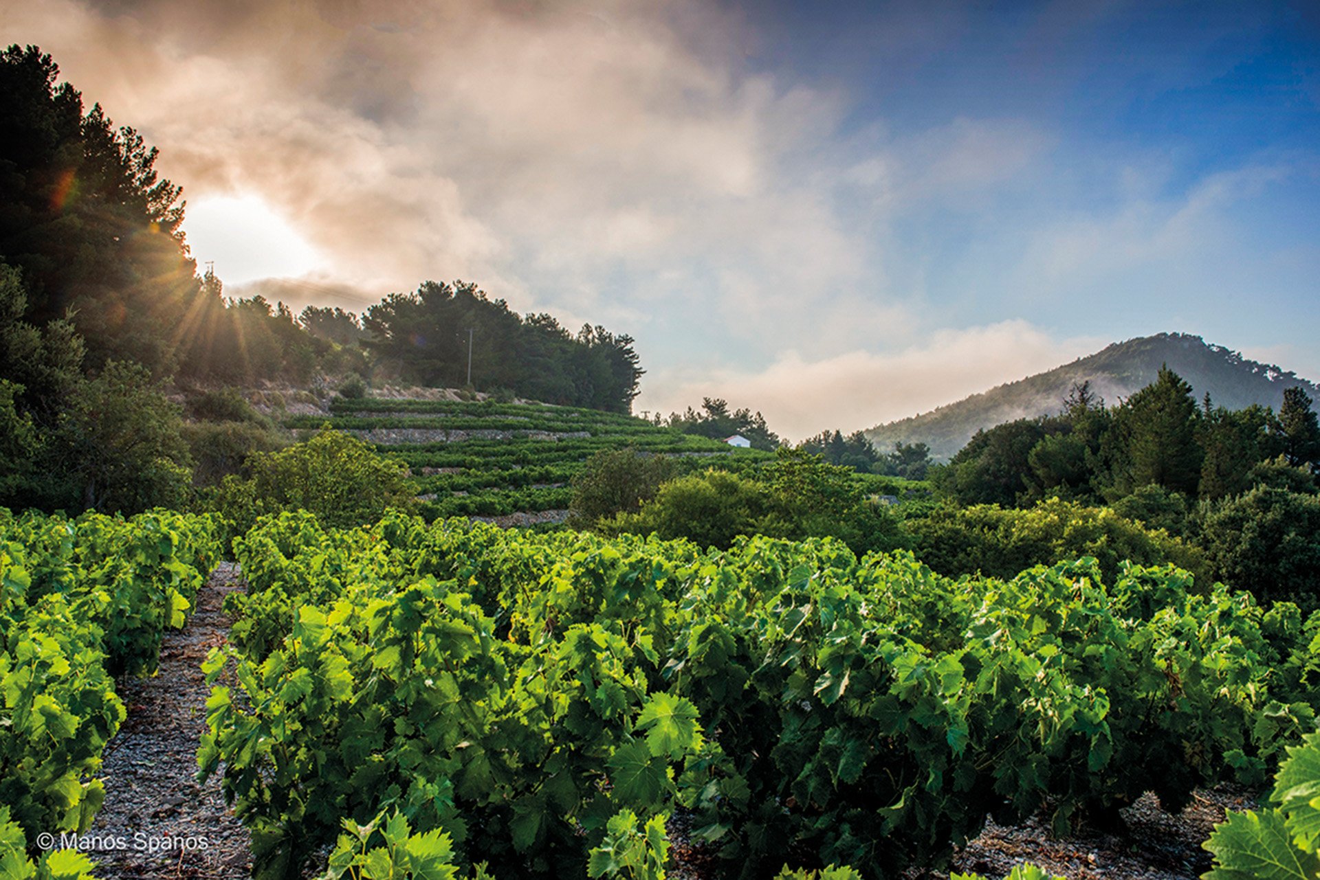 Vineyard at Samos island.