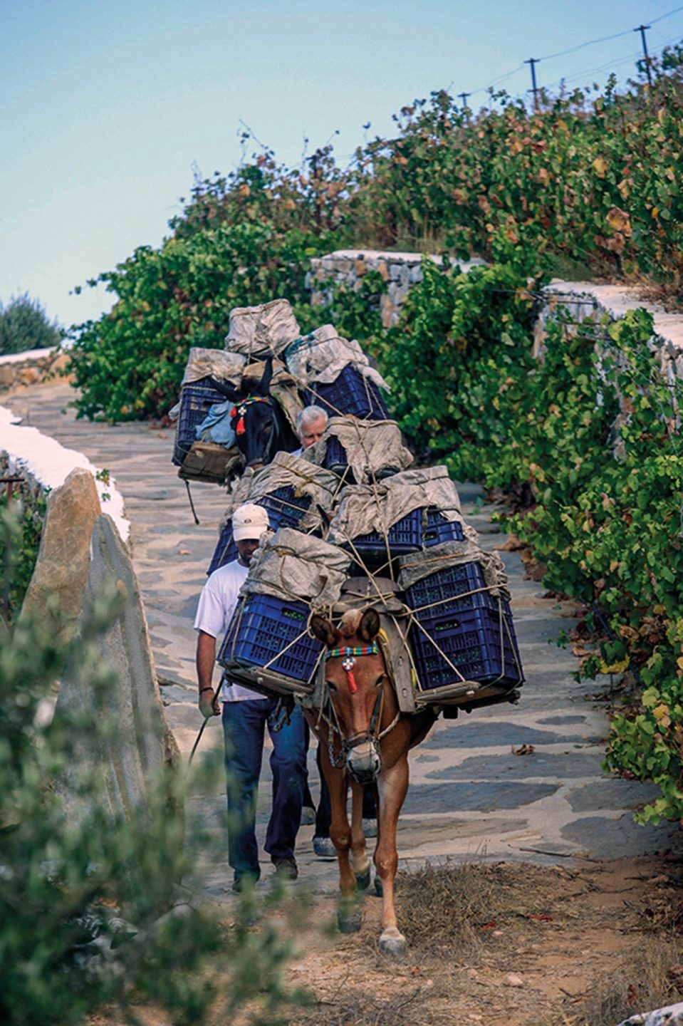 Wine tasting in Samos