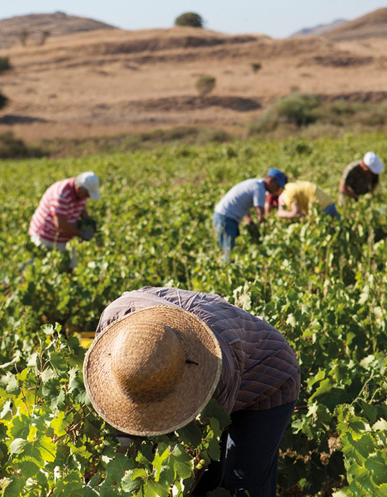 Wine tasting in Samos